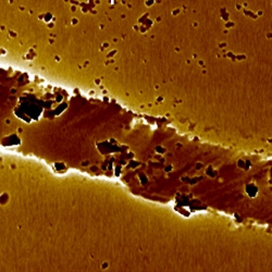 Metallo DNA system with Ag(I) inserted