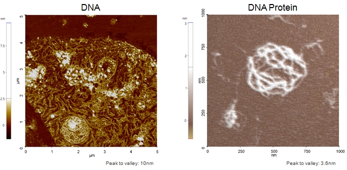 DNA DNA Protein