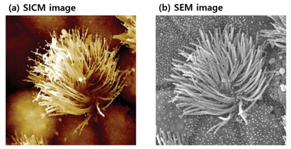 Ciliated cell in tracheal tissue of rat imaged by SICM in liquid condition