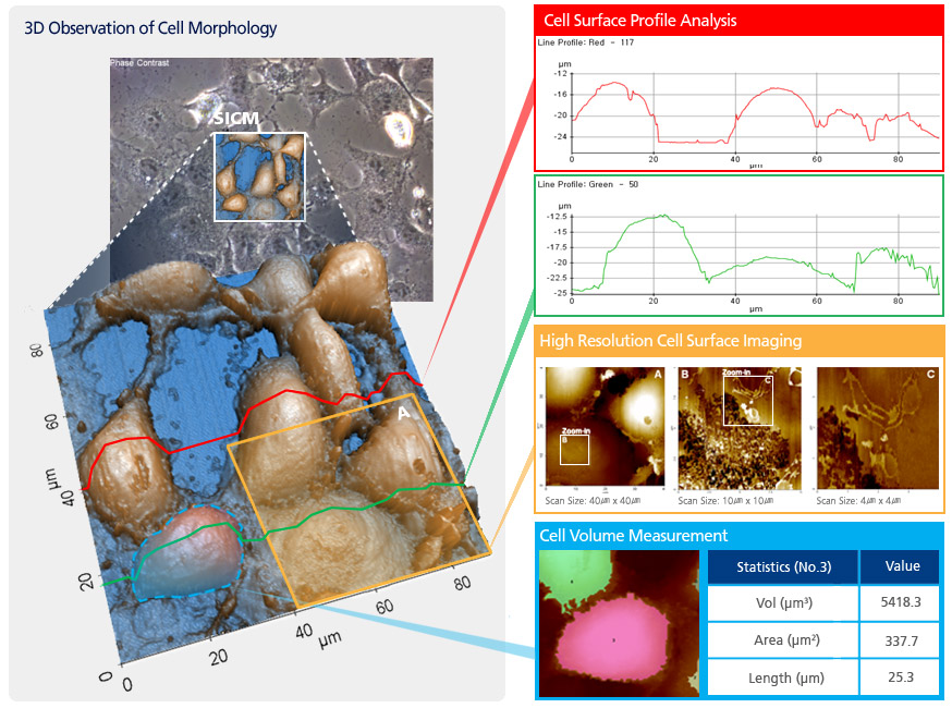 Structural-n-Physical-Property-Characterization-of-Cell