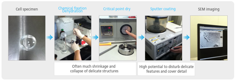 biological-tissue-preparation-for-sem-imaging