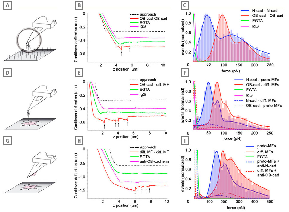 cadherin-bonds-adhesion-force-detection-experiment