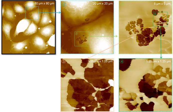 irreversible-nanopore-detection-on-ags-cell-by-sicm