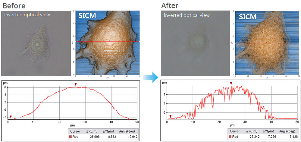 morphology-analysis-in-line-data