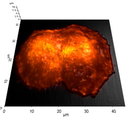 simultaneous-cell-observation-of-sicm-image-overlay