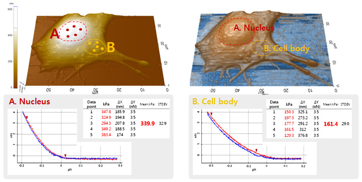 single-cell-c2c12-youngs-modulus-measurement