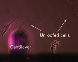 unroofing-technique-for-sub-cellular-molecule-imaging