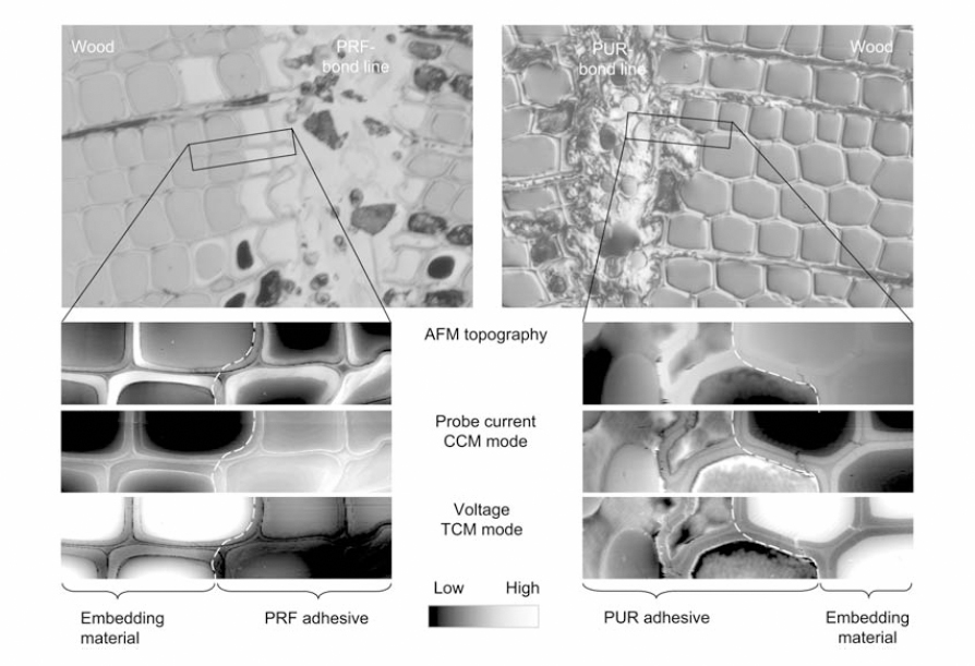 interview-Professor-David-Harper-figure-1-topography-ccm-tcm-wood-cells-prf-pur