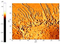 200904-q1-images-xe-afm-mouse-muscle-cell-xe-bio